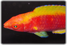 Tricolor Fairy Wrasse